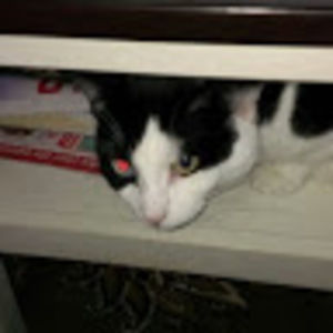 Meet your Posher, Lynn